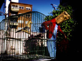 Nicolas Ferrando